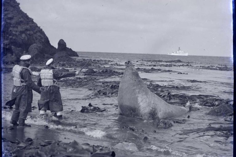 Tudor Collins at Macquarie Island