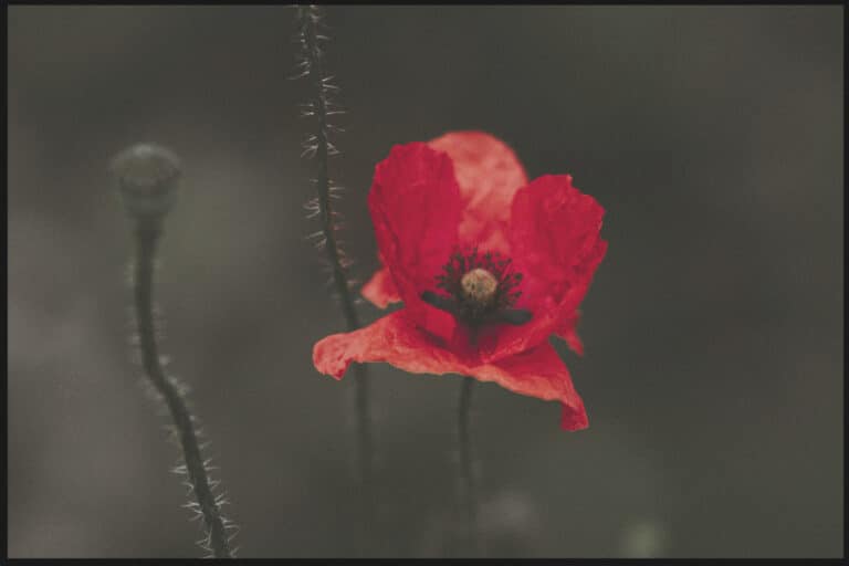 Anzac-Day-2019-poppy Anzac Day poppy