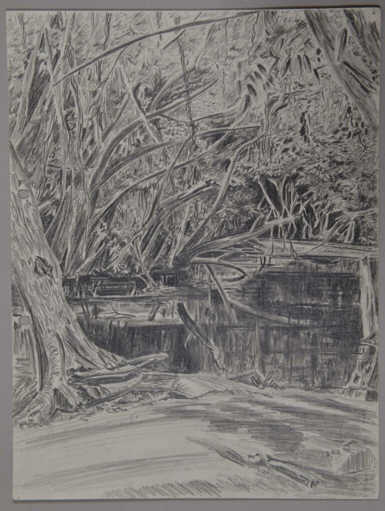 Pencil drawing of jungle and swamp on New Georgia Island, Solomon Islands, 1943, by Miles Spence.